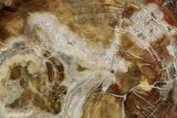 Beautiful Petrified Wood (Araucaria) Slab - Madagascar #344713-1